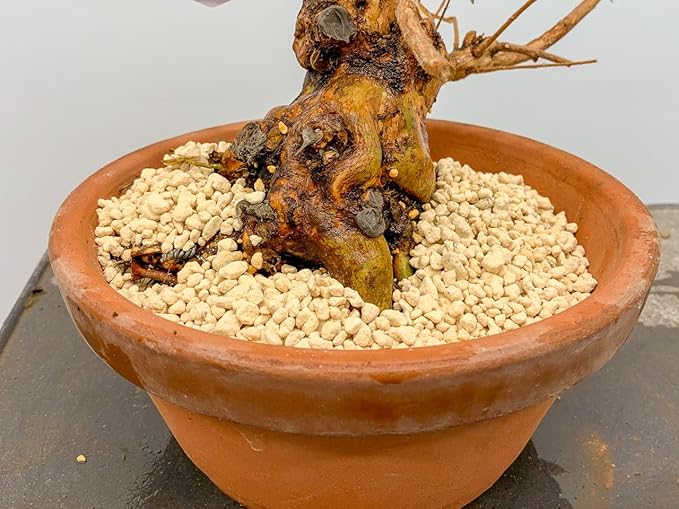 GARDENERA Premium Lychee Potting Soil Mix - Perfect Balance of Nutrients, Drainage, and Aeration for Thriving Lychee Trees - 5 Quart