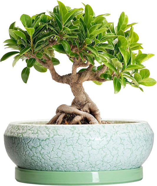 Bonsai Pots Ceramic - 8 Inch Succulent Pots Indoor Outdoor, Shallow Planters with Drainage Hole and Tray, Ceramic Planter Bowl, Round Planter, Apartment Decor, Gifts for Plant Lovers, Green