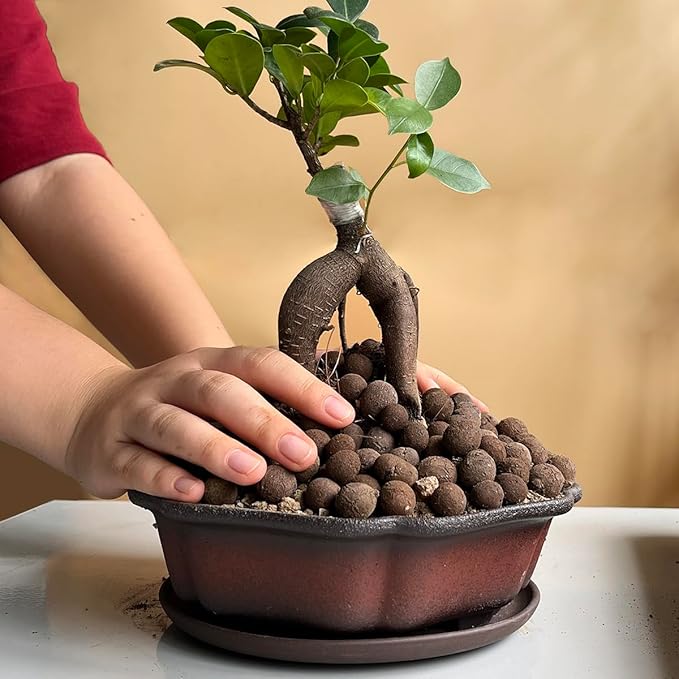 MUZHI 7.5” Unglazed Flower Shape Clay Bonsai Pot with Ceramic Saucer, Color Gradational Shallow Terracotta Planter for Tree Cactus Succulent Arrangement