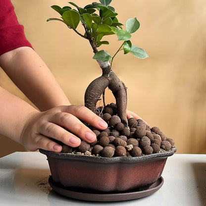 MUZHI 7.5” Unglazed Flower Shape Clay Bonsai Pot with Ceramic Saucer, Color Gradational Shallow Terracotta Planter for Tree Cactus Succulent Arrangement