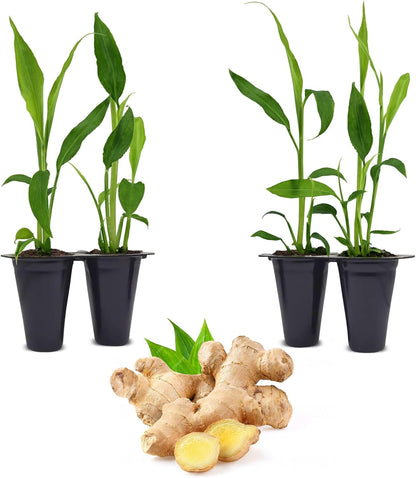 Ginger Root Plant (4 Pack) | Live Edible Plant for Planting | Grow Your Own Fresh Ginger at Home | Spicy & Aromatic Rhizome for Cooking & Tea | Easy to Grow Perennial for Organic Gardens