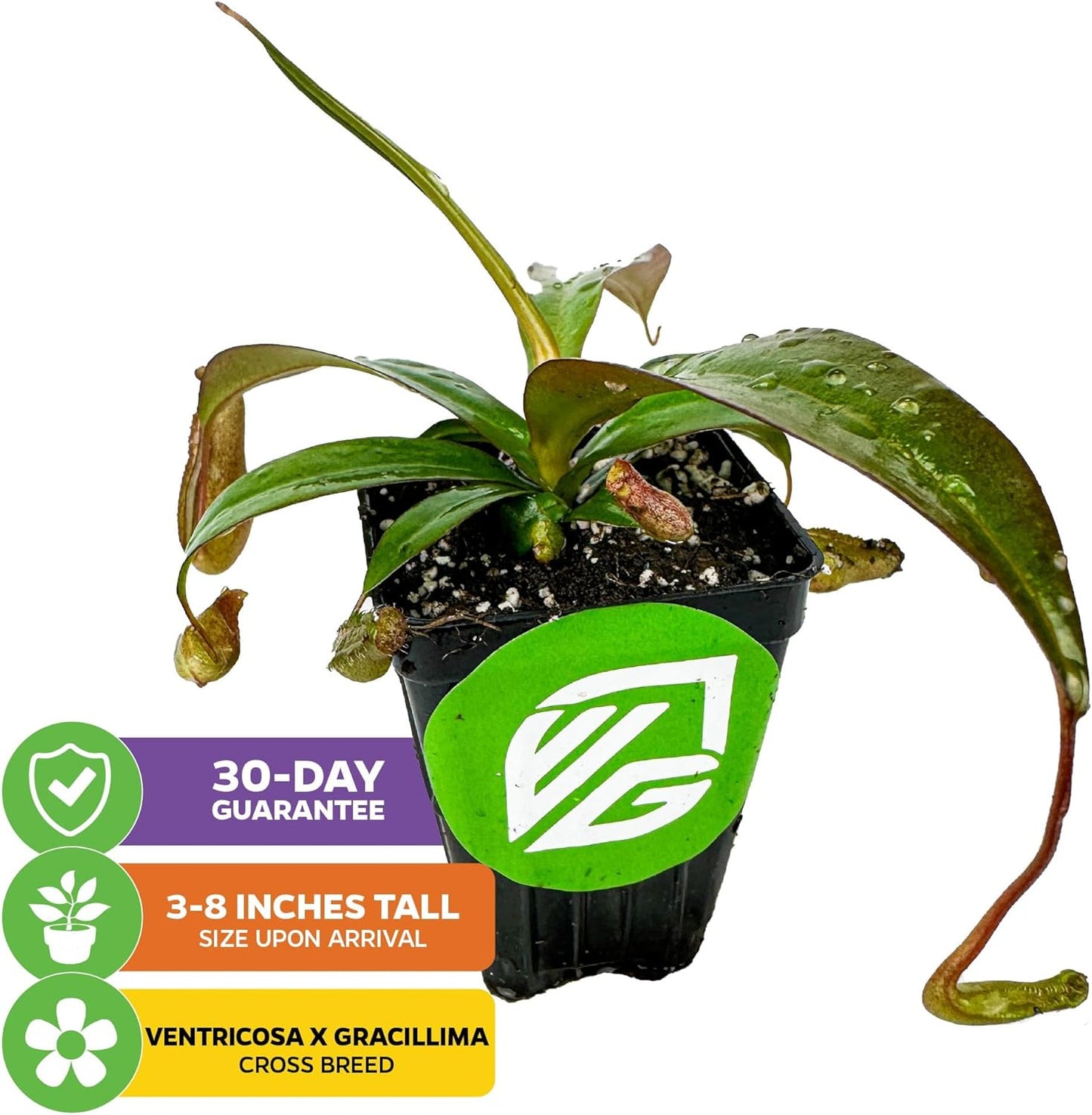 Rebecca Soper Pitcher Plant Live Carnivorous Starter Plant - Nepenthes by Wellspring Gardens