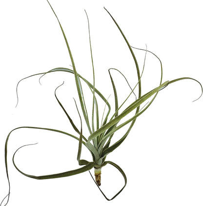 Air Plants - Tillandsia Straminea Jumbo 6-9" - 3ct - Live Arrival Guaranteed - House Plants for Home Decor & Gift