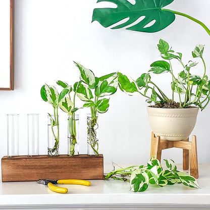 KAXYEW Plant Propagation Station, Plants Propagation Tubes, Gifts for Plant Lovers, Plants Cutting Holder Test Tube Vase Office Desk Garden Décor Gift for Her Mom Women Hydroponic Vase New Gift Box
