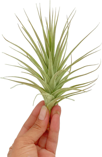 Air Plants - Flowering Tillandsia Lilla Lilac, Large 5" - 3ct - Live Arrival Guaranteed - House Plants for Home Decor & Gift