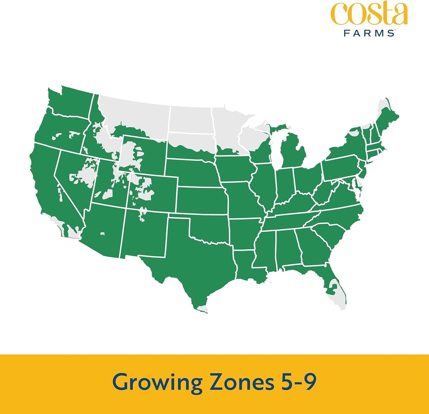 Costa Farms Live Plants – Fall Mums 8-Pack (Purple) in Grower Pots | 1 Qt. Seasonal Houseplants & Outdoor Flowers for Porch, Patio, or Garden | Ships in Bud Form for Longer Bloom