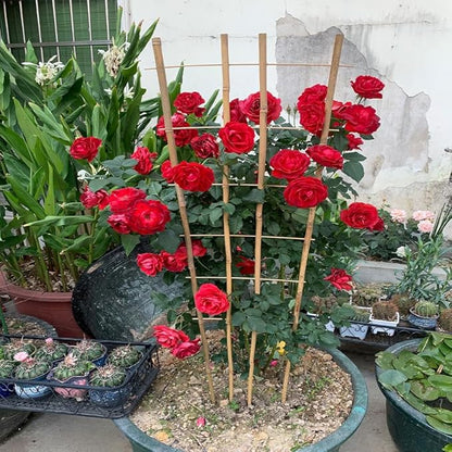 Natural Bamboo Trellis, 4Feet,6Pack,Fan-Shaped Plant Support Trellis for Outdoor and Indoor Potted Climbing Plants,Vegetables, Cucumber, Tomato, Hoya, Wisteria,Ivy,Orchid, Jasmine Monstera, Vine,