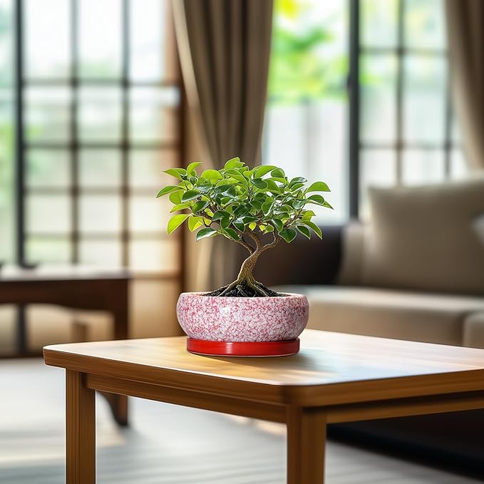 Bonsai Pots Small - 6 Inch Ceramic Succulent Pots with Drainage Hole and Ceramic Saucer, Succulent Planters Indoor Outdoor, Shallow Round Planter, Apartment Decor, Housewarming Gifts, Red