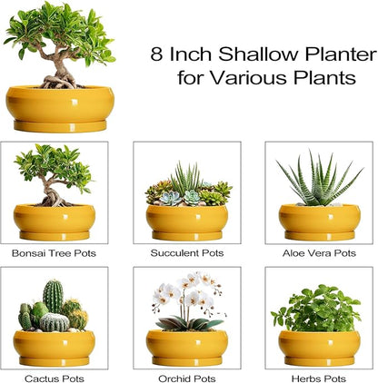 Bonsai Pots - 8 Inch Ceramic Succulent Planter for Indoor Outdoor, Shallow Planters with Drainage Hole and Saucer, Round Modern Planter Bowl, Window Decor, Gifts for Plant Lovers, Yellow