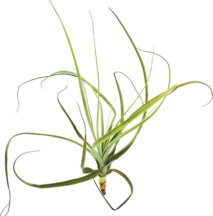 Air Plants - Tillandsia Straminea Jumbo 6-9" - 1ct - Live Arrival Guaranteed - House Plants for Home Decor & Gift