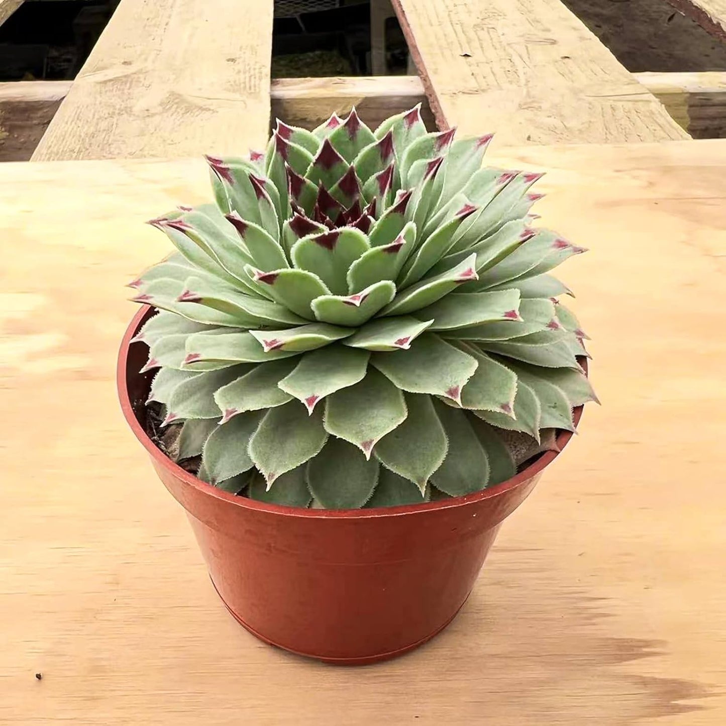 4-inch Succulent Sempervivum calcareum, Live Succulents Plants Fully Rooted in Pots with Soil, Easy-Care House Plants for DIY, Home Office Decoration