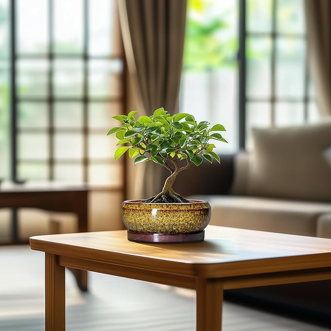 Small Bonsai Pots - 6 Inch Ceramic Succulent Planters with Drainage Hole and Saucer, Shallow Round Planter Indoor Outdoor, Cactus Succulent Pots, Living Room Decor, Plant Lover Gift, Yellow