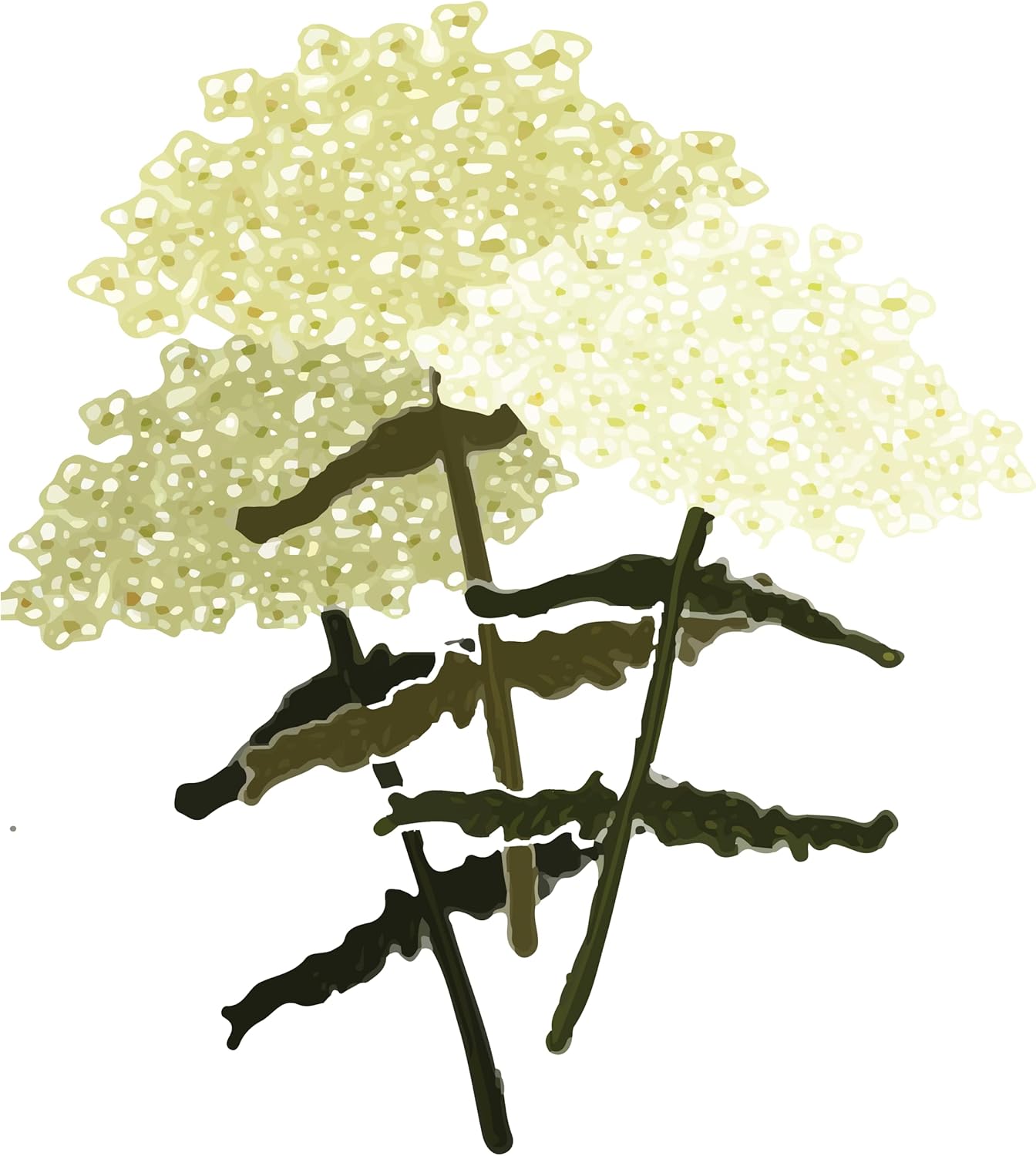 Organic Yarrow Plant, (Achillea millefoleium) 2.5-inch Pot