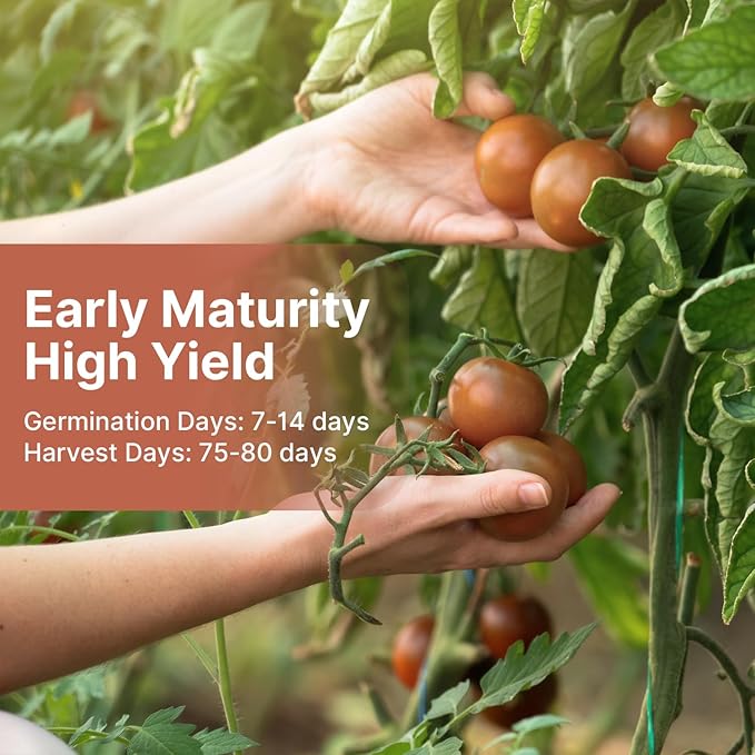 Cherokee Purple Tomato Seeds, Approx 106 Seeds - Non-GMO Heirloom Tomato Vegetable Seeds for Planting Garden Outdoor