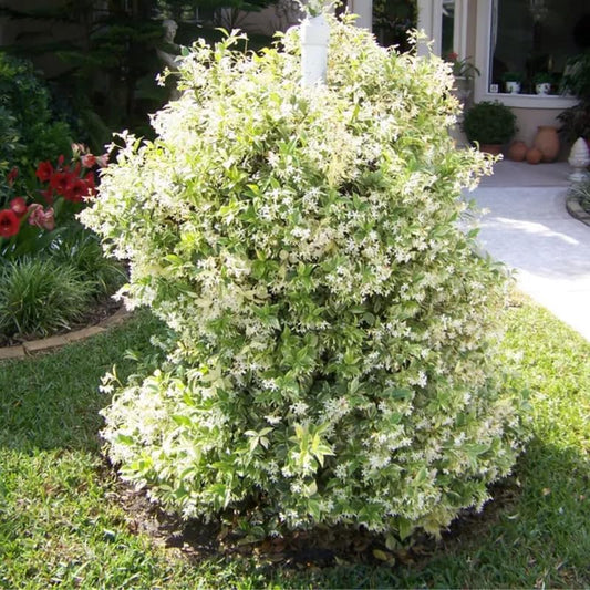 2 Night Blooming Jasmine Plants Live, Climbing Jasmine Indoor Outdoor Live, Fragrant, 5-9" in Tall, No Pot, Hardy and Fast-Growing