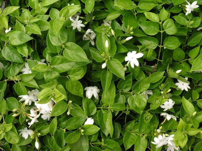 Sambac Jasmine Plant | 10 Live Plants | Jasminum Sambac | Fragrant White Blooms | Ideal for Indoor & Outdoor Planting | Aromatic Addition to Gardens & Patios | Lush & Decorative Foliage