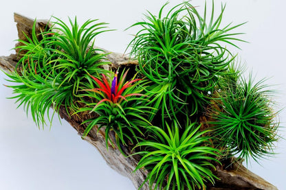 8 Air Plants, Tillandsia Air Plants Live Houseplants for Garden, Red Lonantha Tillandsia Plant, Air Plant