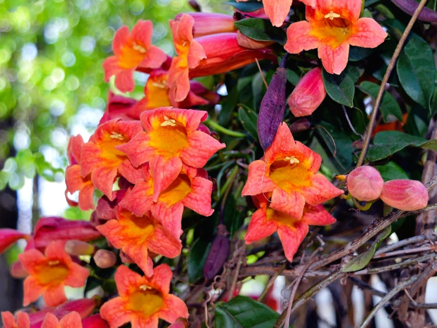Greenwood Nursery: Live Perennial Plants - Tangerine Beauty Vine + Bignonia Capreolata - [Qty: 5X Pint Pots] - (Click for Other Available Plants/Quantities)