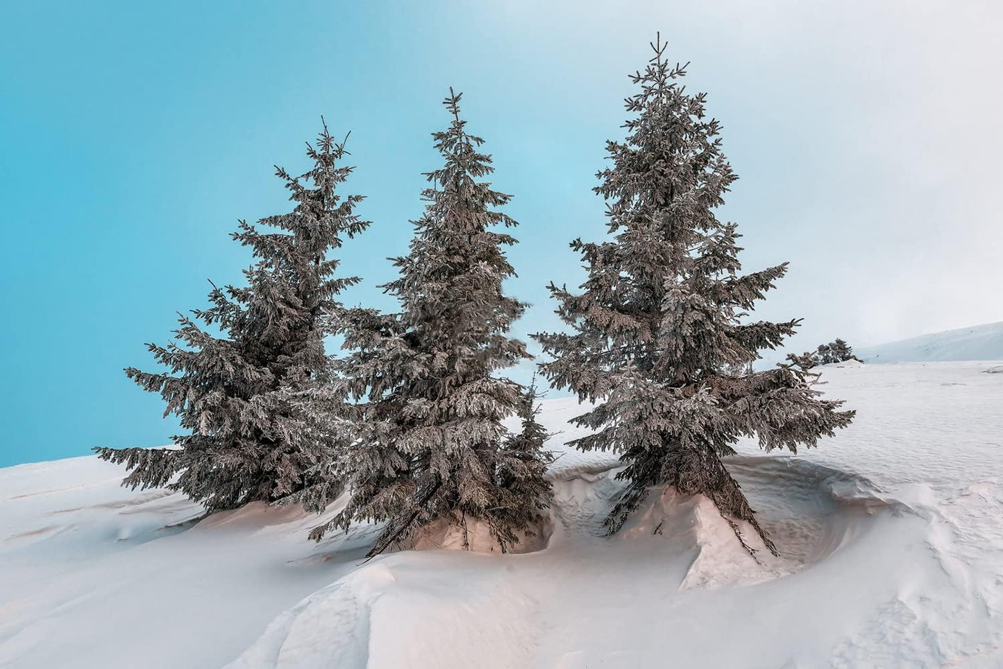 300+ Bonsai Tree Seeds – 10 Popular Varieties of Non GMO Heirloom Bonsai Seeds Red Maple, elm Tree, Blue Spruce, Black Spruce, Black Pine, Wisteria, Sakura, Flame Tree, Bauhinia, Dawn Redwood