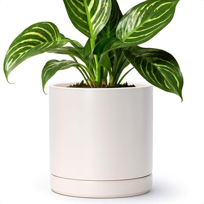 D'vine Dev 8.2 Inch Ceramic Planter Pot with Drainage Hole and Saucer, Indoor Cylinder Round Planter Pot, Oatmeal, 94-O-D-8