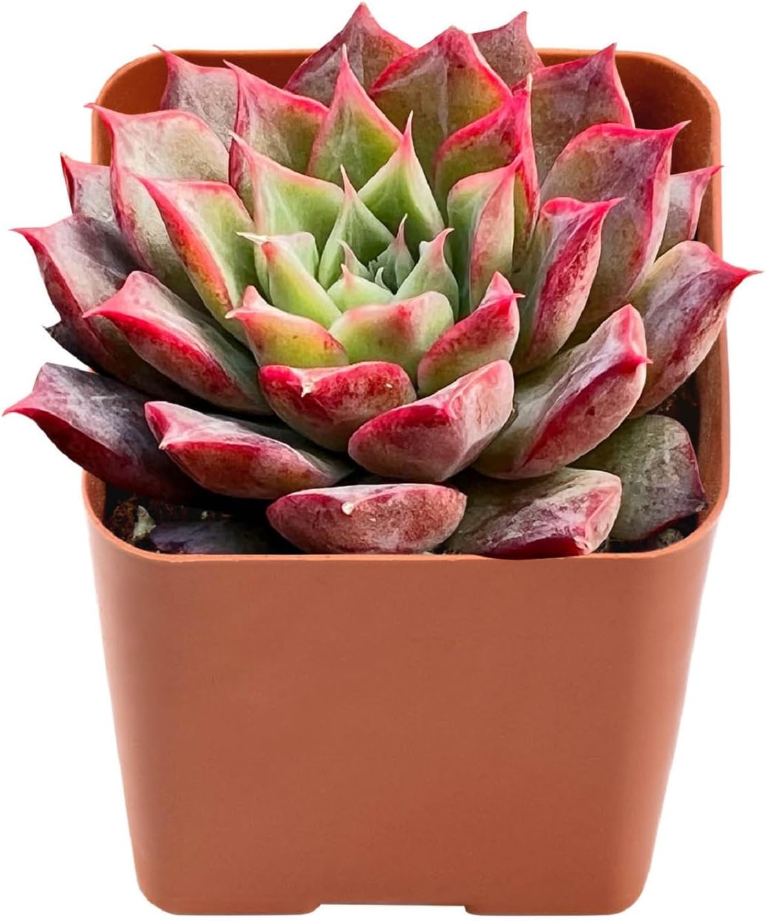 2" Rare Succulent Echeveria 'Qiandao Lake', Live Succulents Plants Fully Rooted in Grower Pots, Unique Gift for Wedding Favor, Party Favor