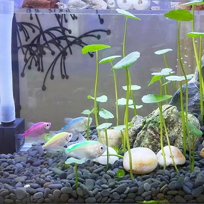 10 lbs Black River Rocks, 1-2 Inch Black Stones Pebbles for Plants, Landscaping, Garden, Aquarium, Backyard and Indoor Water Fountains