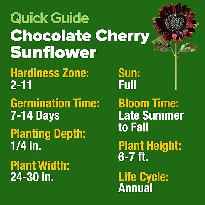 HOME GROWN Chocolate Cherry Sunflower Seeds – 75 𝗡𝗢𝗡-𝗚𝗠𝗢 𝗨𝗦𝗔 Heirloom Seeds for Planting Burgundy Sunflowers – Tall Flower for Garden, Pollinators, Butterflies (Helianthus annuus)
