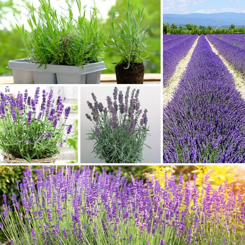 Pack 2 Extreme Fragrant Lavender Live Plants, Perennial Purple Lavender Flowers Shrubs, Fragrant Flower Herb for Planting 4-8 Inch