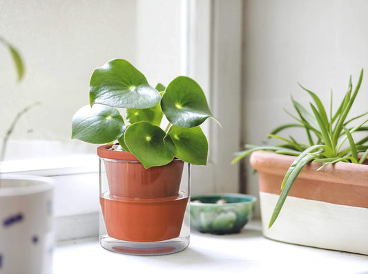 D'vine Dev 4 Inch Design Self Watering Pot for Indoor Plants, Terracotta Planter with Cylinder Glass Cup, 37-X-A-1