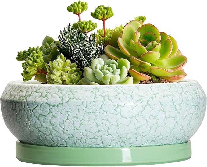 Succulent Pot 6 Inch - Ceramic Bonsai Pots Indoor Outdoor, Shallow Plant Pots with Drainage Hole and Saucer, Small Bonsai Planter, Round Bowl Planter, Desk Decor, Housewarming Gifts, Green