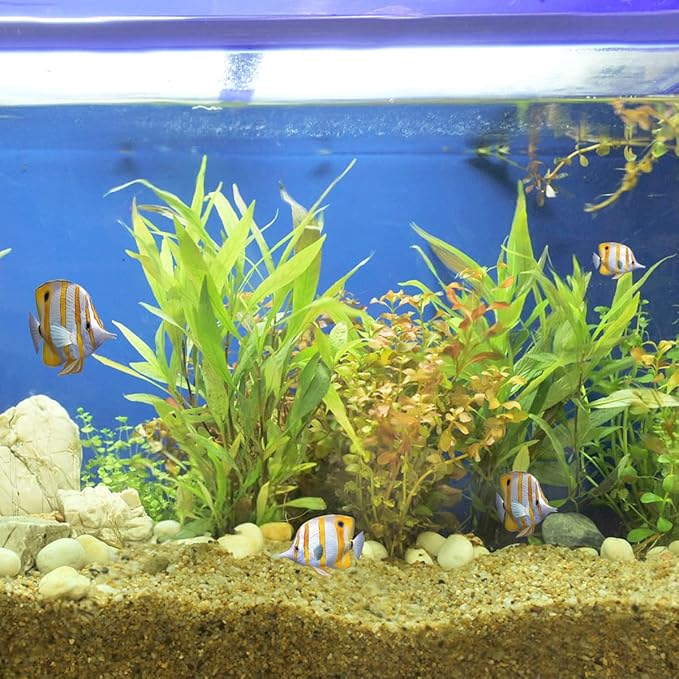 5lbs Aquarium Gravel, 1/16"(0.6-1.2mm) Natural River Rocks Succulent Cactus Pea Gravel for Plants, Fish Tank, Decorative Pebbles for Gardening, Flower Pots, Vase Fillers, Landscaping