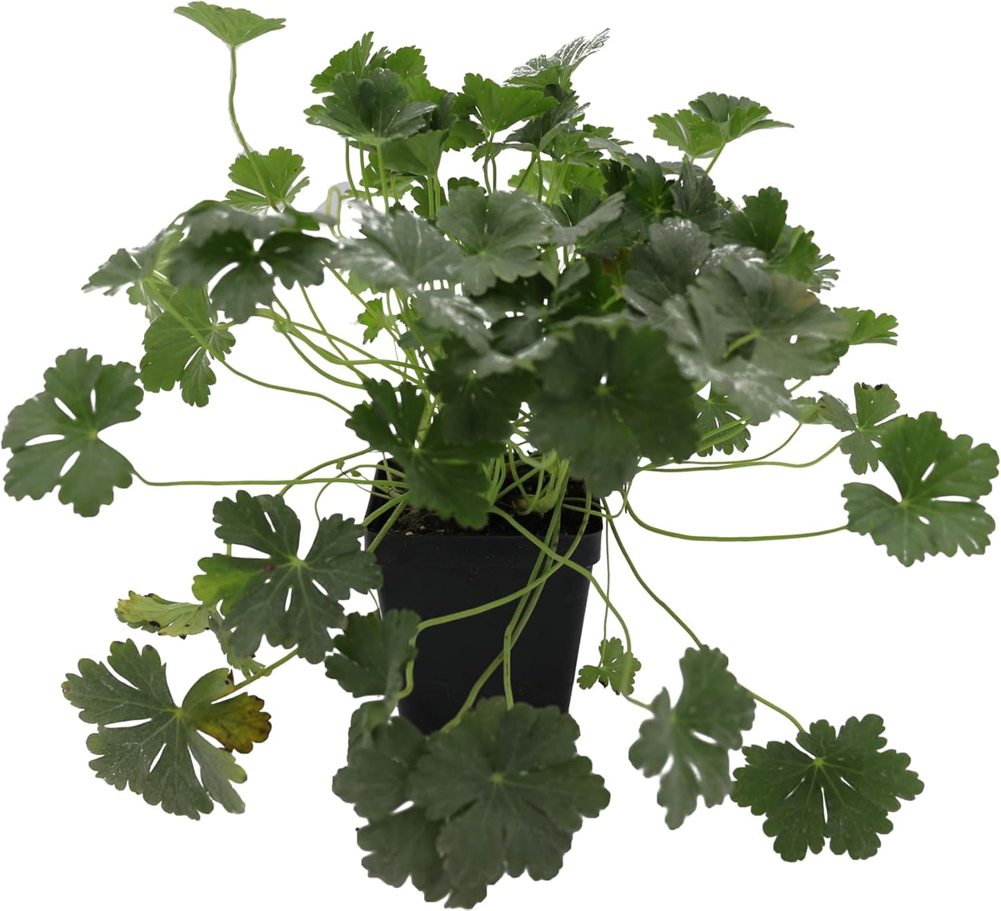 Greenwood Nursery: Live Perennial Plants - 'Biokovo' Cranesbill + Geranium x Cantabrigiense - [Qty: 10x Pint Pots] - (Click for Other Available Plants/Quantities)