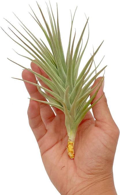 Air Plants - Flowering Tillandsia Lilla Lilac, Large 5" - 3ct - Live Arrival Guaranteed - House Plants for Home Decor & Gift