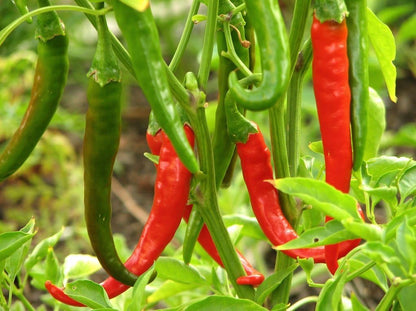 Clovers Garden Thai Gong Bao Dragon Hot Pepper Plants-Two (2) Live Plants – Non-GMO - Not Seeds – Each 4"-8" Tall in 4 Inch Pots -50K to 100K SHU, Edible Ornamental