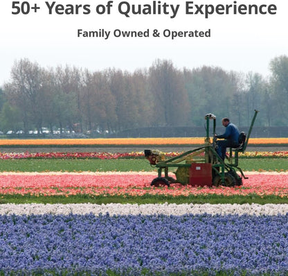 Jurassic Park Reblooming Bearded Iris - Grows Year After Year - Perennial, Fragrant & Great for Cut Floral Arrangements - Easy to Grow Fall Planting Bulbs by Willard & May