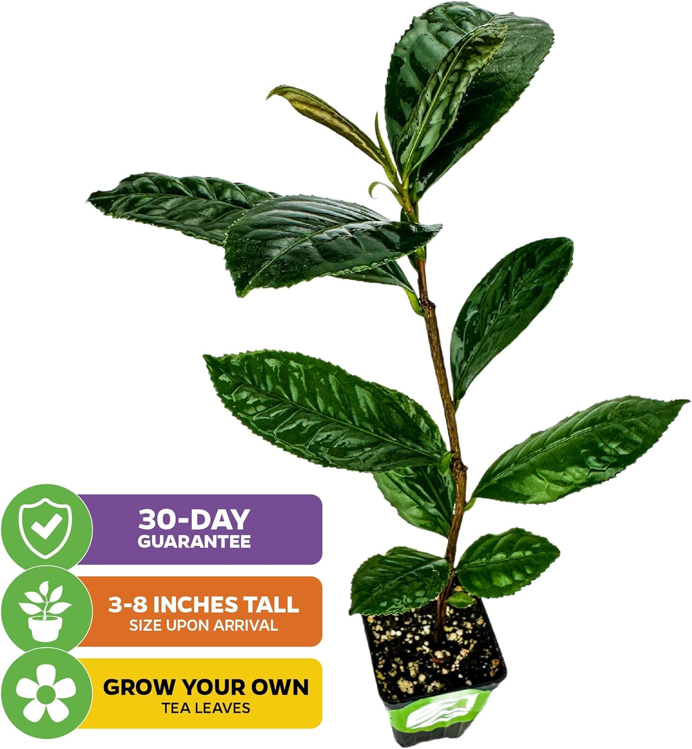 Tea Plant (Green Tea) Live Plant (3-Pack) - Camellia sinensis by Wellspring Gardens Starter Plant for Your Indoor or Outdoor Garden