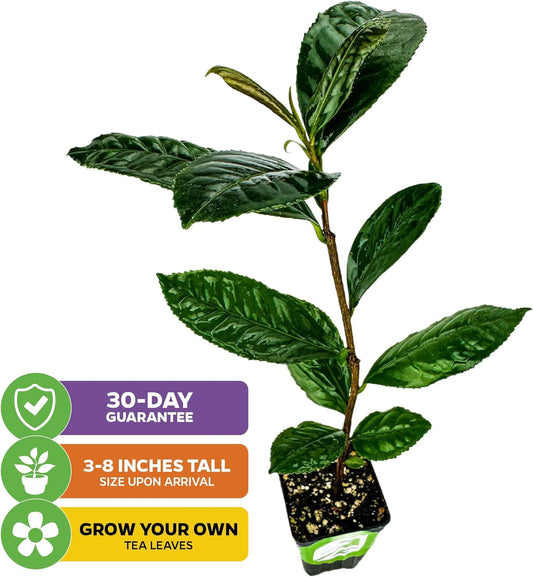 Tea Plant (Green Tea) Live Plant (2-Pack) - Camellia sinensis by Wellspring Gardens Starter Plant for Your Indoor or Outdoor Garden