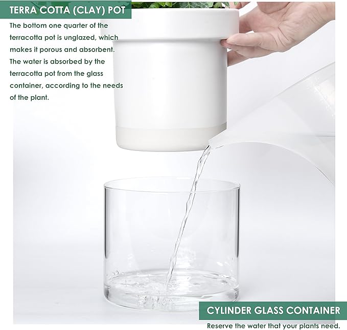 Phoenix Vine 6 Inch 4 Inch Self Watering Planter, White Terracotta Clay Pots with Glass Reservoir for Indoor Plants, Herbs, Flowers, 52-B-G-46