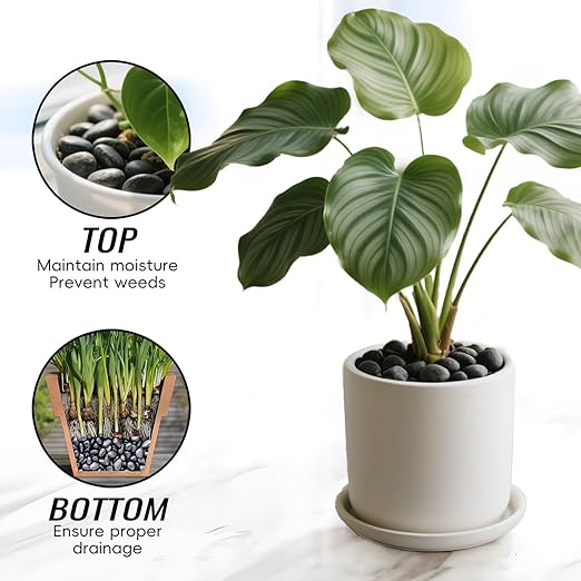 12 lb Black Pebble Rocks 3/5-8/5 Inch Polished River Stones for Indoor Plants, Garden Landscaping, Vase Fillers & Aquarium Decor - Natural Decorative Rocks for Succulents, Bonsai, Terrariums