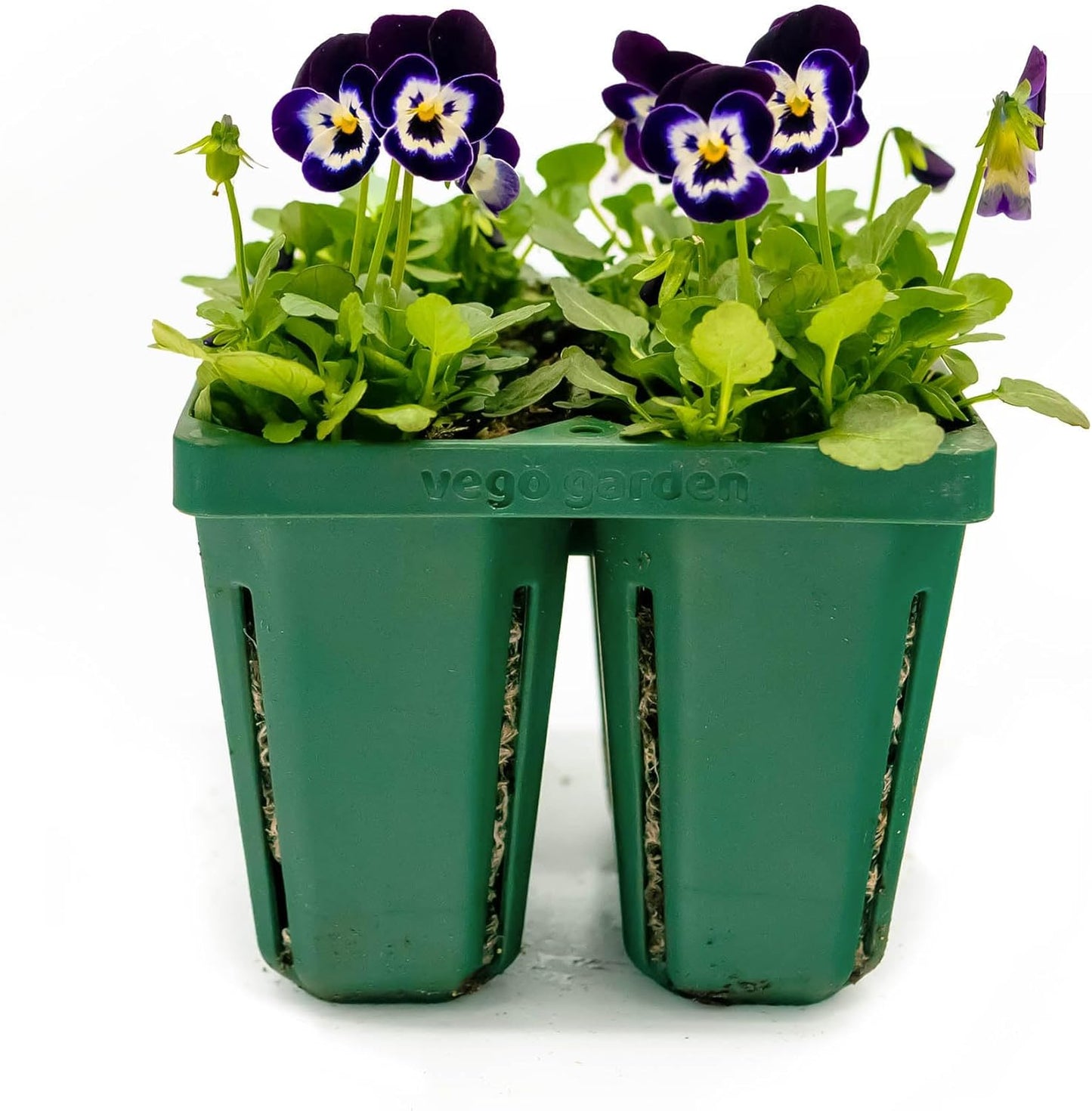 Vego garden Jumbo Seedling Trays Without Lids, 16 Pack Reusable Propagator Growing Starter Tray for Larger Plants, Heavy-Duty Plastic Germination Trays (4-Cell per Tray)