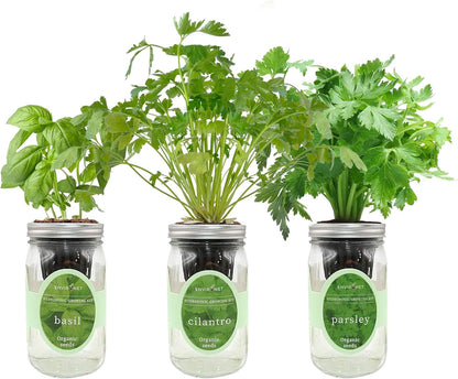 Hydroponic Herb Growing Kit Set, Self-Watering Mason Jar Herb Garden Starter Kit Indoor, Windowsill Herbs Garden, Grow Your Own Herbs from Organic Seeds (Basil, Cilantro and Parsley)