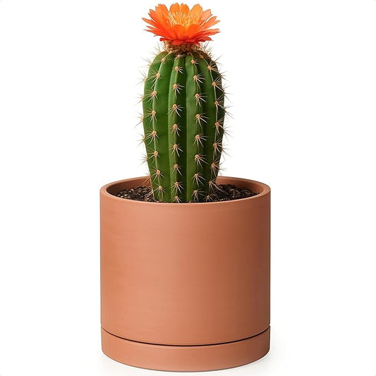 D'vine Dev Small Plus 5 Inch Terracotta Plant Pot with Drainage Hole and Saucer, Round Cylinder Planter Pot for Indoor Plants, 40-X-A-2