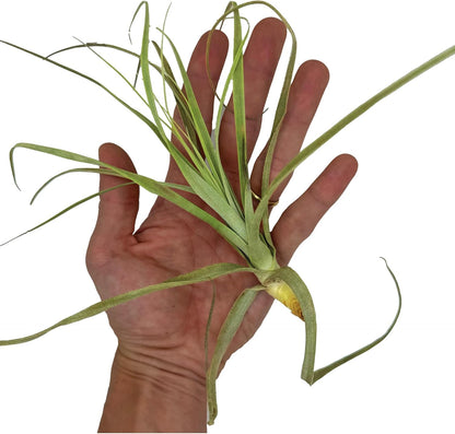 Air Plants - Tillandsia Straminea Jumbo 6-9" - 3ct - Live Arrival Guaranteed - House Plants for Home Decor & Gift
