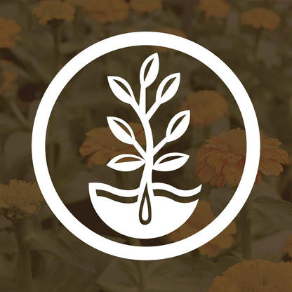 Crimson Clover Seeds (Coated) - 4 oz - Garden Cover Crop, Non-GMO, Open Pollinated, Perennial, Heirloom - Coated for Easy Planting