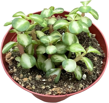 Sprout N Green Midstipe Rainbow Bush | Portulacaria afra 'Medio-picta', Live Succulent Plant Fully Rooted in 4" Pots with Soil Mix, Houseplant for Indoor Outdoor Home Office Wedding Decor
