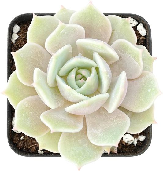 Sprout N Green 2in Echeveria Lola, 1 Pack Live Mini Succulent Plant Fully Rooted in Pot, Real House Plant for Indoor Outdoor Home Office Wedding Decoration DIY Projects Party Favor