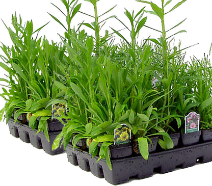 64 Outdoor Plants - Flowering Garden for Full Sun to Support Pollinators Including Perennial Native Plants Purple Coneflower, Butterfly Milkweed, Wild Bergamot and Smooth Blue Aster