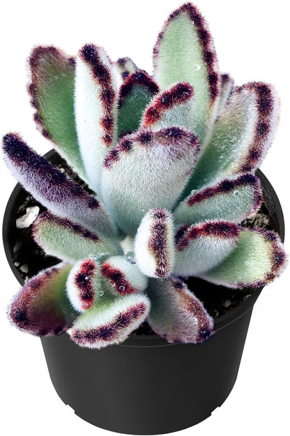 Sprout N Green Kalanchoe Tomentosa Daruma, Live Cactus Plant Fully Rooted in 4" Pots with Soil Mix, Houseplant for Indoor Outdoor Home Office Decor