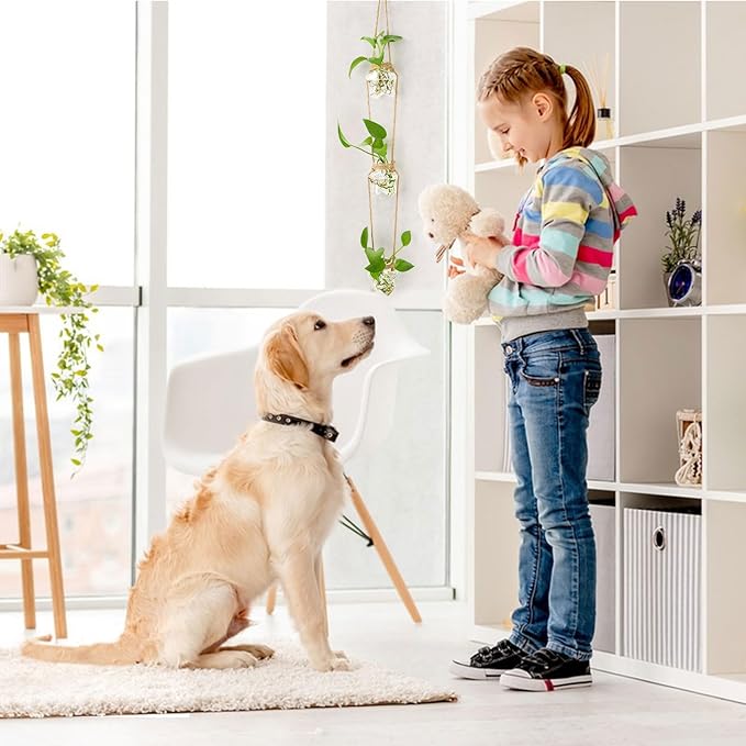 XXXFLOWER Wall Hanging Propagation Station，3 Tired Star Shaped Glass Flower Vase for Hydroponic Planter Terrarium for Plant Cutting Home Office Living Room Garden Decor