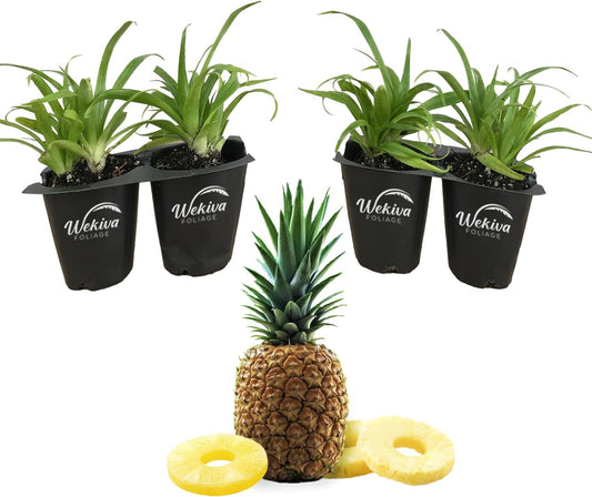 Juicy Pineapple Plant - 4 Live Starter Plants - Ananas Comosus - Edible and Fruit Bearing for Patio and Garden